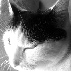 Bastet