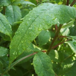 Wassertropfen