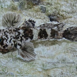 Callogobius Pilosimentum, Aquarell auf Papier