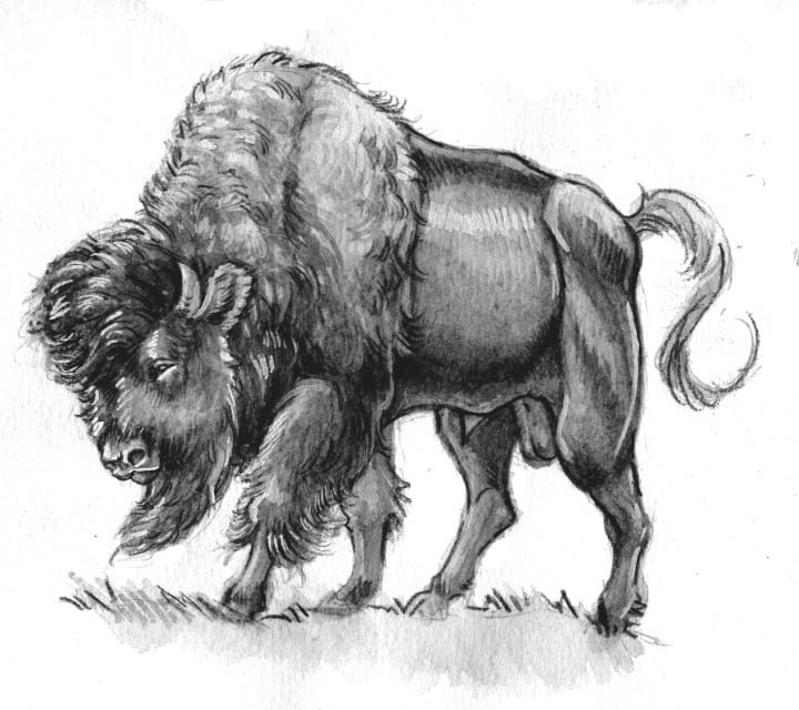 Bison