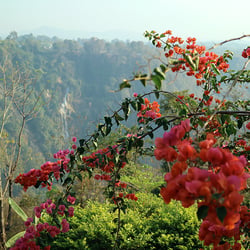 Bogonvillia in Pyi Oo Lyin, Myanmar