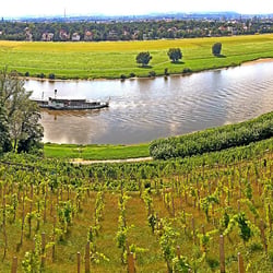 Weinberge, Elbe, Dresden