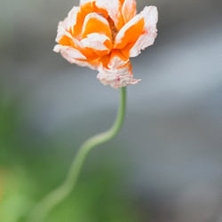 I8A0118