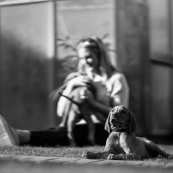 Hundefotografie, Tierfotografie