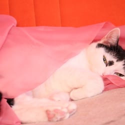Bastet the Cat 2012 Teil 03