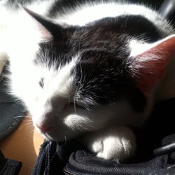Bastet