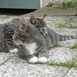 Cats Photography 2012