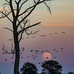 Vollmond