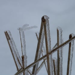 Frost auf Grashalmen