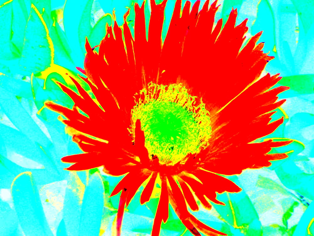 Kunstdruck „Rote Blume“