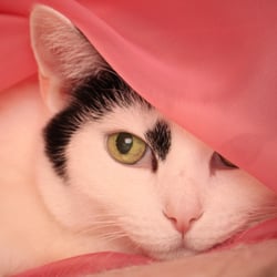 Bastet the Cat 2012 Teil 04