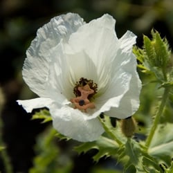 2—Sexy flowers