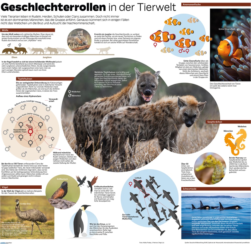 Eineinhalbseitige Zeitungsgrafik zumThem Geschlechterrollen in der Tierwelt