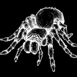 Spinne Illustration