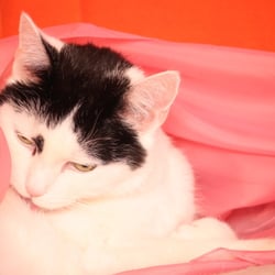 Bastet the Cat 2012 Teil 04