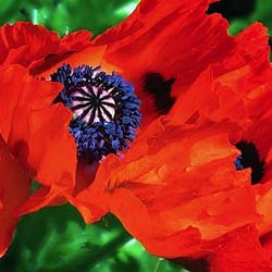 Mohnblume