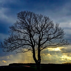 Solo-Baum
