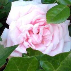 Flowers / Blumen 2012 Teil 04