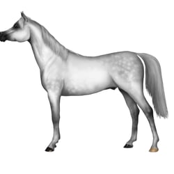 Vollblut Araber