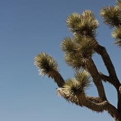 joshua tree park – californien