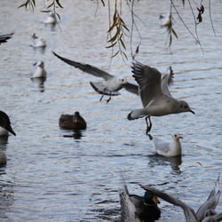 Photography 2012 Flight…