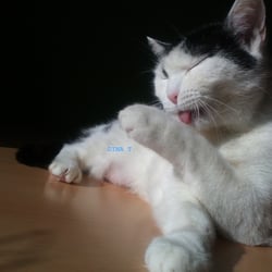 Bastet the Beauty Cat.. No. 04
