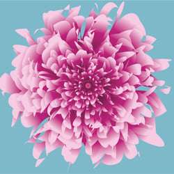 Rosa Pfingstrose