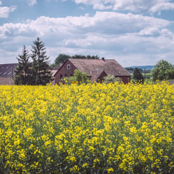 Asel (Harsum, Niedersachsen)