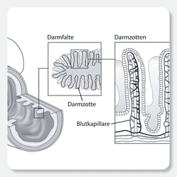 Illustration für Lehrmittel, Biologie, Raabe Verlags-GmbH