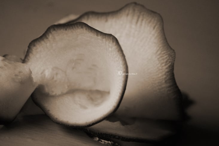 Zuchini Food Foto Übungen März 2014