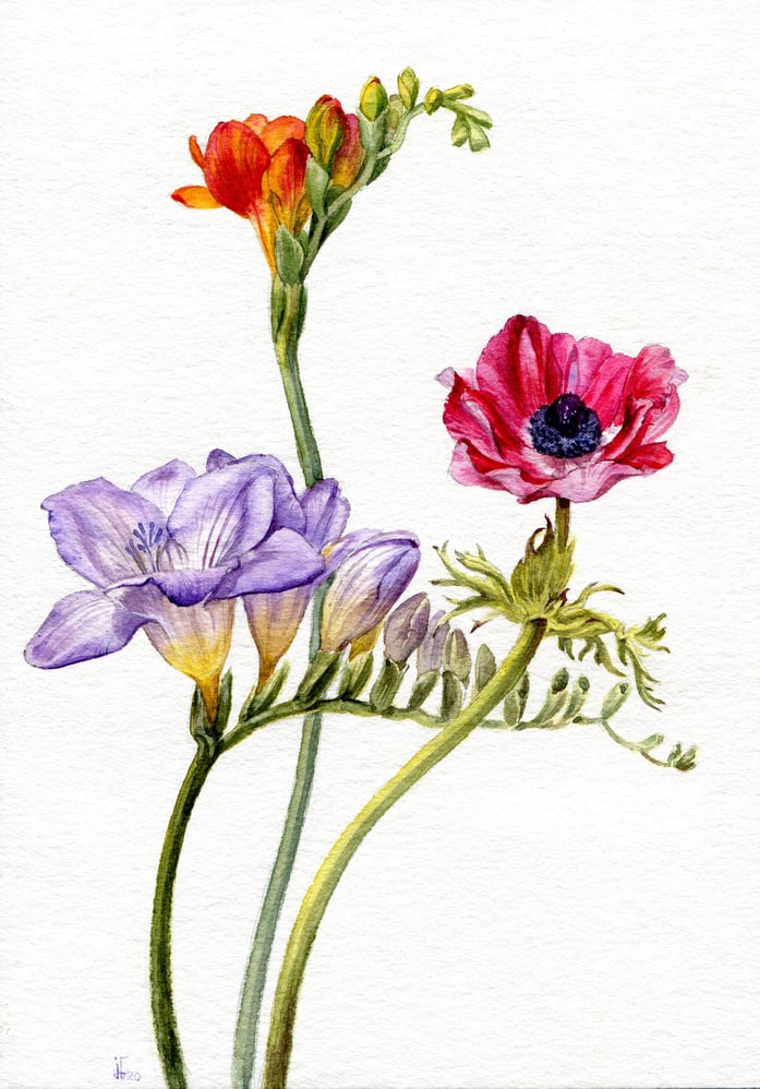 Freesien und Anemone – Aquarell