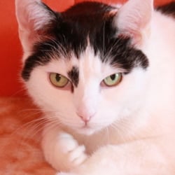 Bastet the Cat 2012 Teil 02