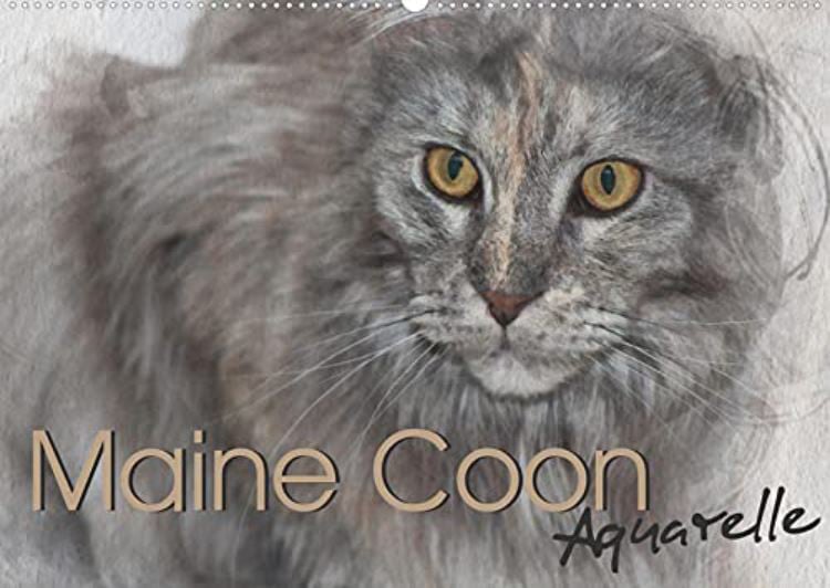 Maine Coon Aquarelle