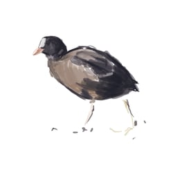 Vogel 3