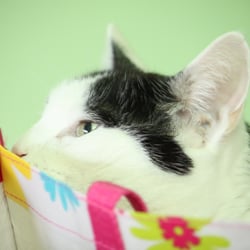Bastet the Cat 2012 Teil 04