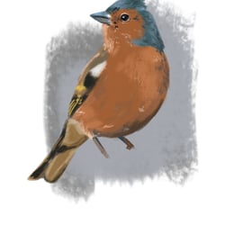 Buchfink || chaffinch