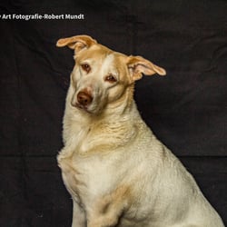 Tier Potrait