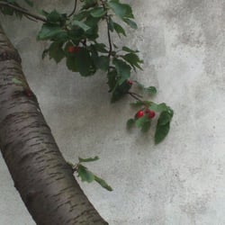 Kirschbaum 27