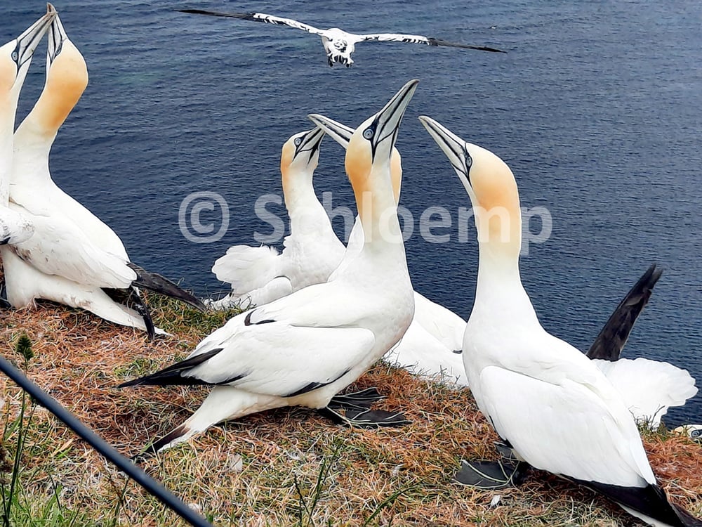 Basstölpel auf Helgoland