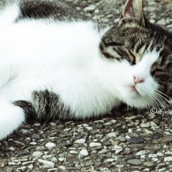 CAT AUG.  2014