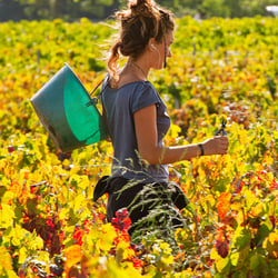 Food – Meine Weinlese in Frankreich