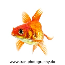 Goldy