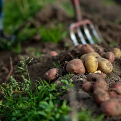 Organic farmer – Organic potatoes – Sweden