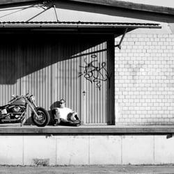 Harley