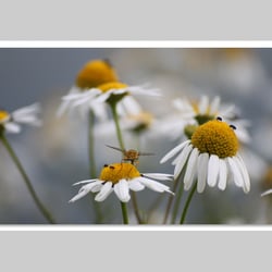 Makrofotografie
