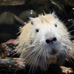 Biber Tierpark Greifswald