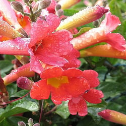 Regenblüte