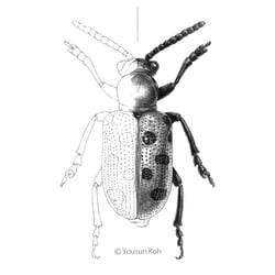 Crioceris duodecimpunctata