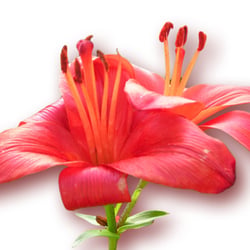 Lilien in Rot