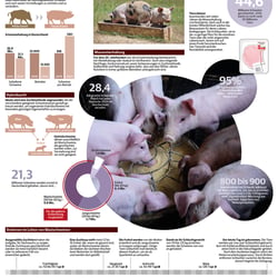 Ganzseitige Zeitungsgrafik über das Leben von Mastschweinen
